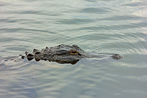 Everglades4067