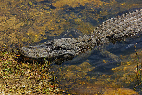 Everglades 3909