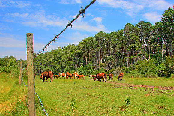 Wild Ponies Assateague 5978
