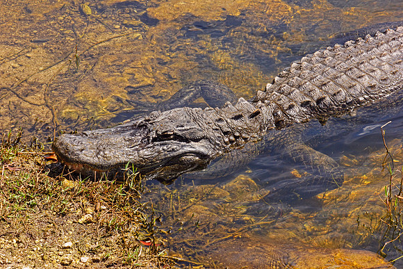 Everglades 3909