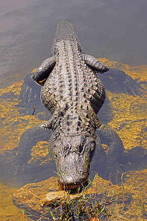 Everglades 3905