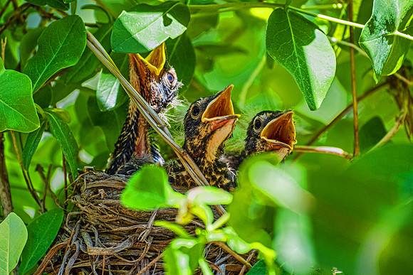 Wildlife 5669