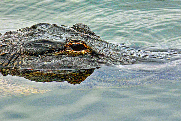 Everglades 4067