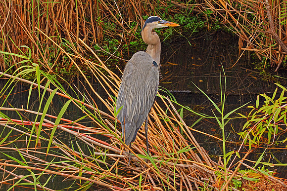 Everglades 4071