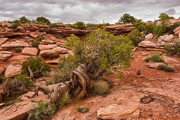 Dead Horse Point 7006