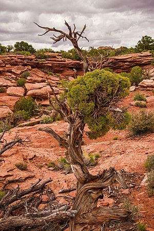 Dead Horse Point 7007
