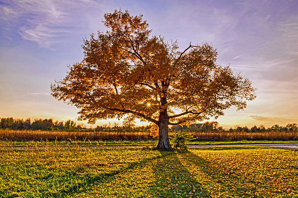 Sunset Tree 5604