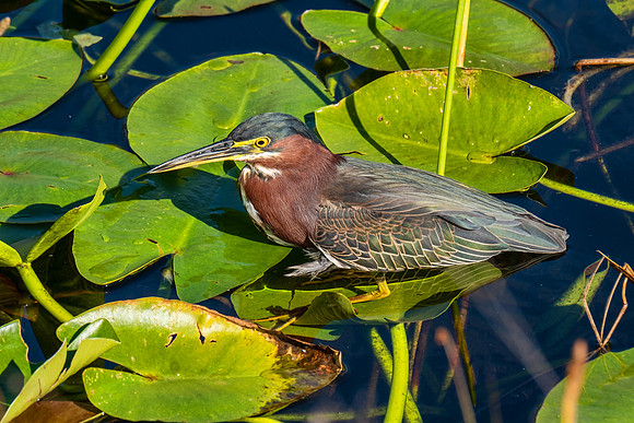Everglades 8601