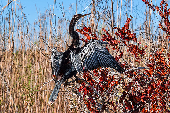 Everglades 8607