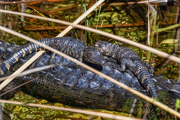 Everglades 8568