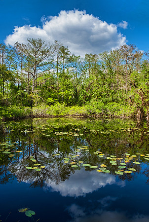 Everglades 5515