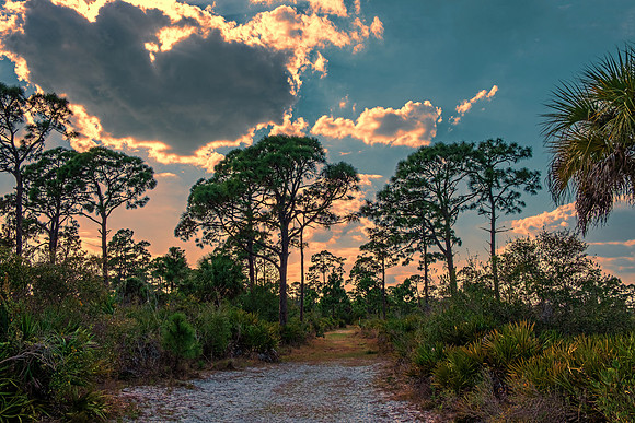 Everglades 5407