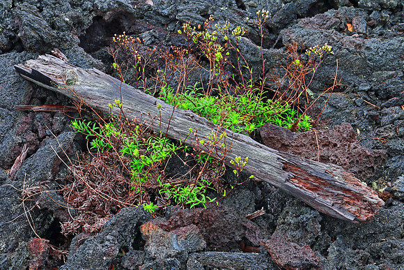 Hawaiian Islands 6692