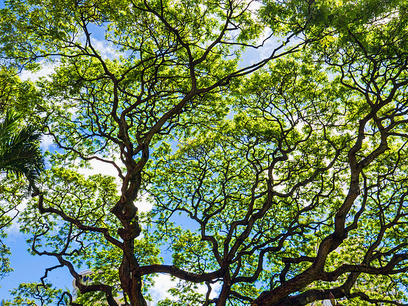Hawaiian Islands 1080369