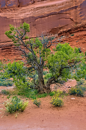 Arches NP 6844