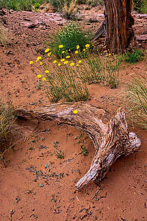 Arches NP 6850