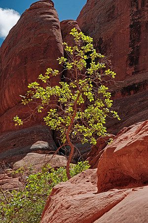 Arches NP 6935