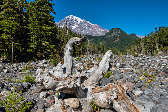 Mt Rainier NP 4851