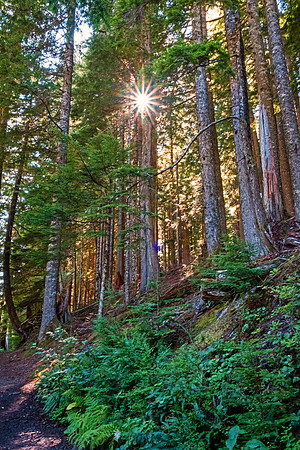Mt Rainier NP 4848
