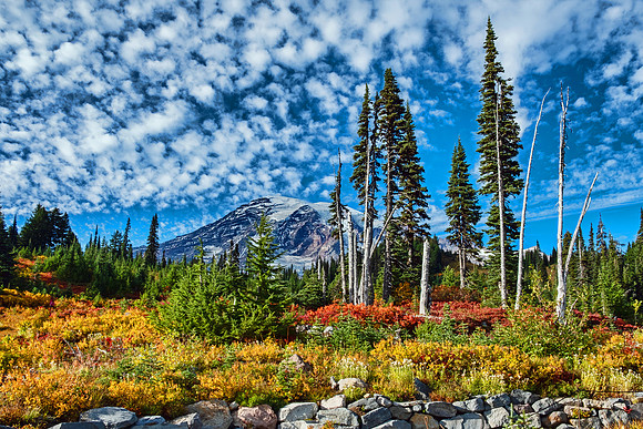 Mt Rainier NP 4868