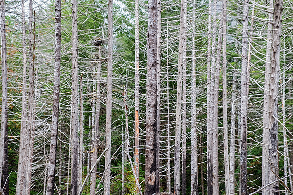 North Cascades NP-Mt Baker 4715
