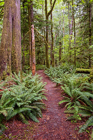 North Cascades NP-Mt Baker 4704