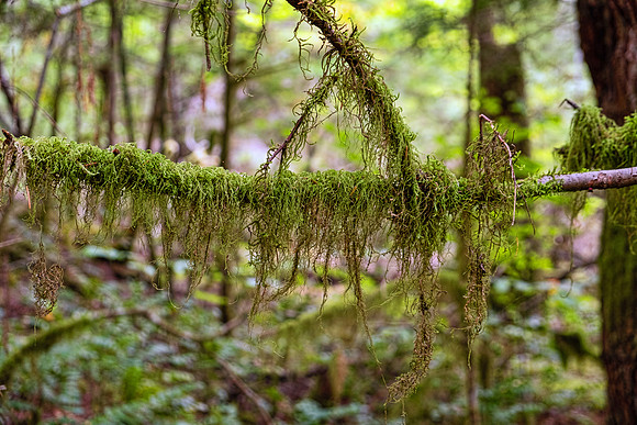 North Cascades NP-Mt Baker 4701
