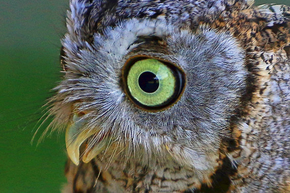 Wildlife 4551