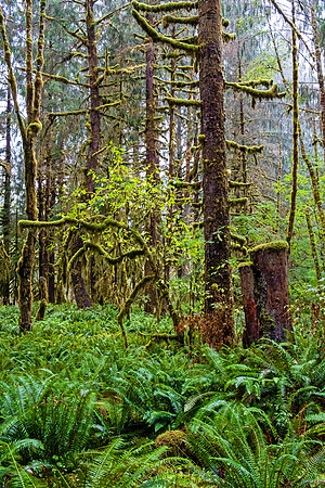 Olympia NP 4949