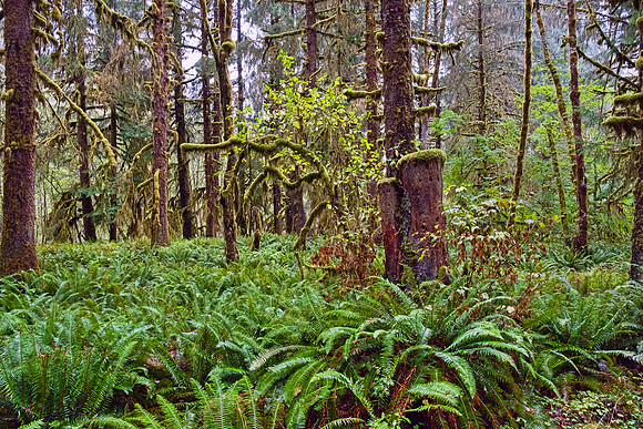 Olympia NP 4947