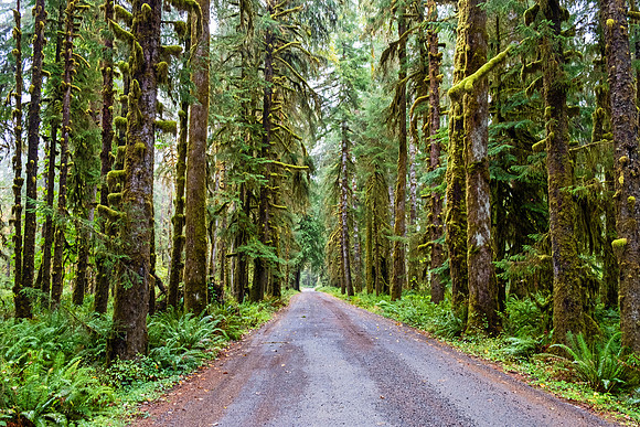 Olympia NP 4950