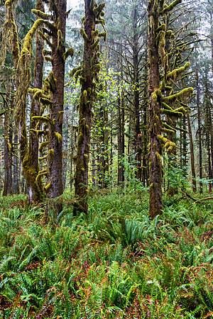 Olympia NP 4952