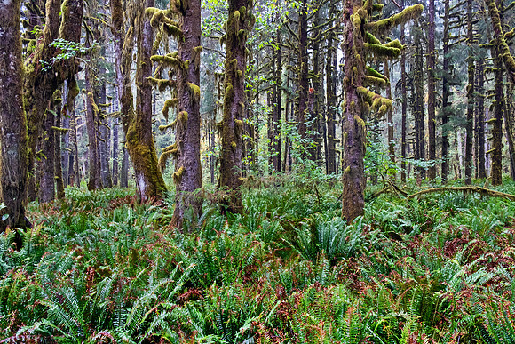 Olympia NP 4951