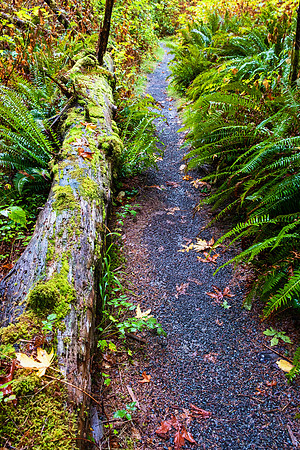 Olympia NP 4957