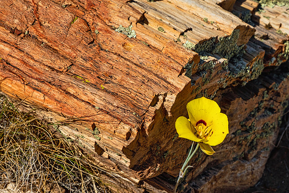 Petrified Forest NP 7280