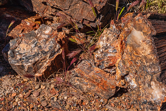Petrified Forest NP 7301