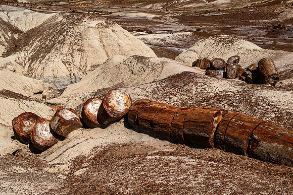 Petrified Forest NP 7278