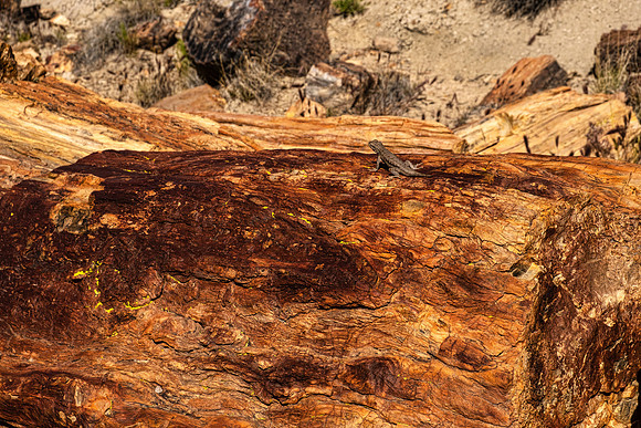 Petrified Forest NP 7283