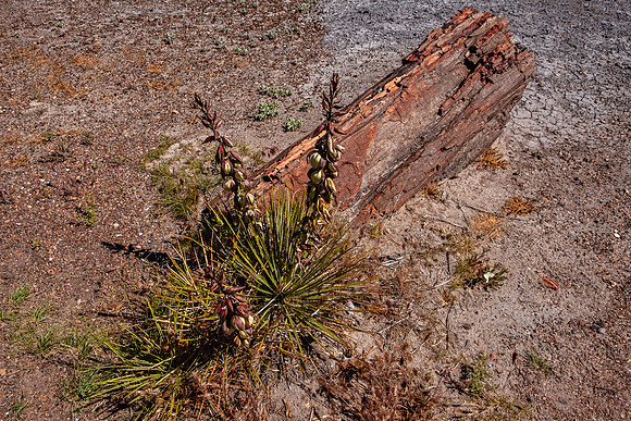Petrified Forest NP 7270