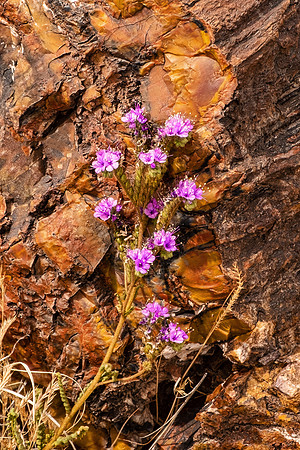 Petrified Forest NP 7338