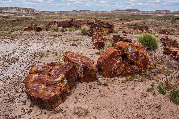 Petrified Forest NP 7351