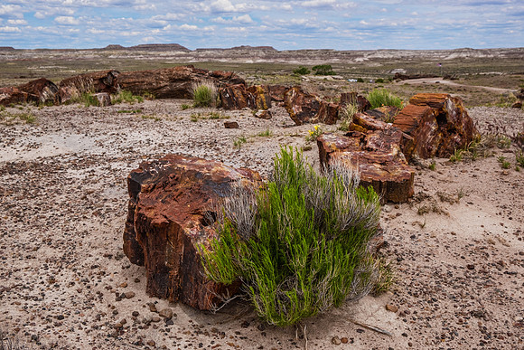 Petrified Forest NP 7348