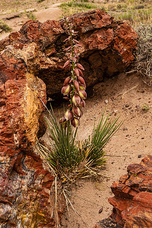 Petrified Forest NP 7353