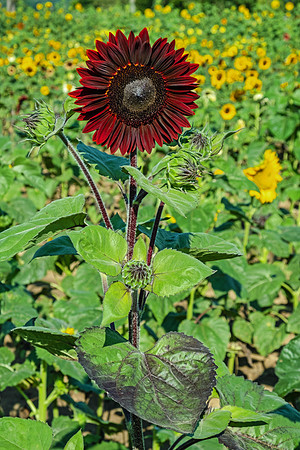 Sunflowers 5871