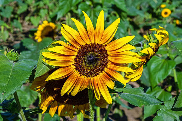 Sunflowers 5968
