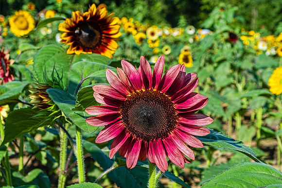 Sunflowers 5974