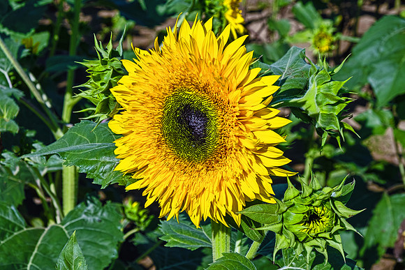 Sunflowers 5967