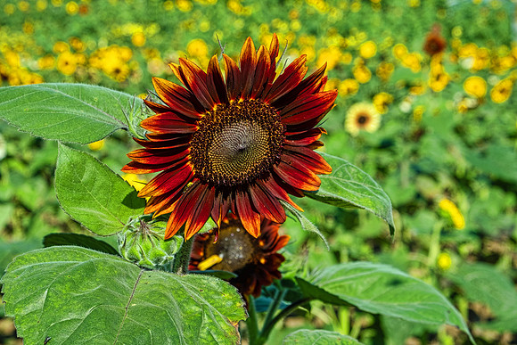 Sunflowers 5972