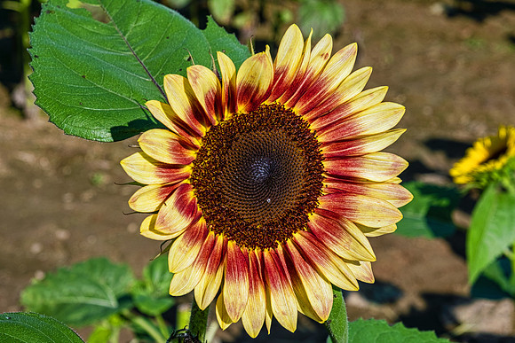 Sunflowers 5975