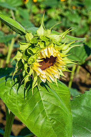Sunflowers 5977